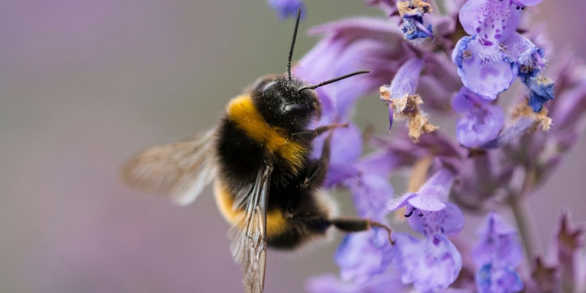 Bee Pollinating on Purple Flower